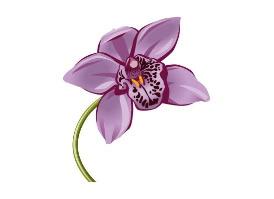 Orchide