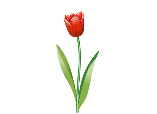 Tulpe