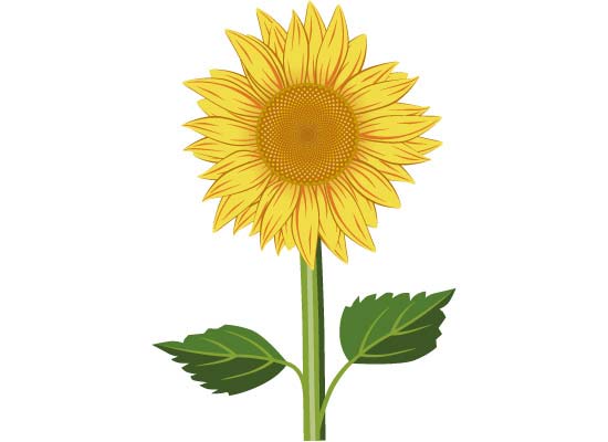 clipart kostenlos sonnenblume - photo #44